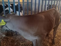 Bika, Simmental cattle — 1. fotó