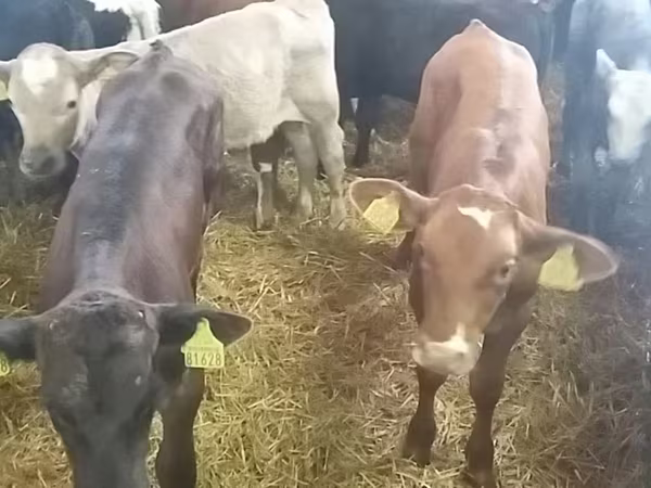 Bika, Simmental cattle