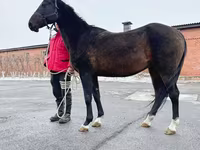 Jument, Akhal-Teke — photo 3