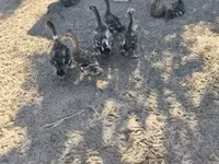 Ducks — 1-сурет
