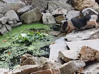 सूअर (लॉट, लिंग निर्दिष्ट नहीं), सूअर — फ़ोटो 4