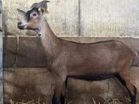 Koza, Alpine goat — foto 1