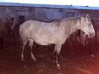 Yegua, Caballos — foto 3