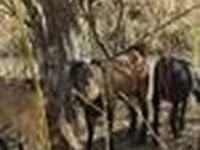 عنزة, Alpine goat — الصورة 7