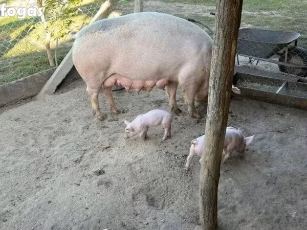 母猪, Pigs