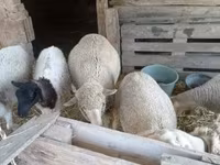Schaf, Schafe — Foto 1