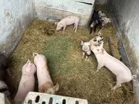Boar — photo 4