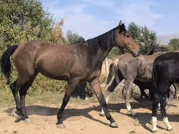 Kanca, Lovak
