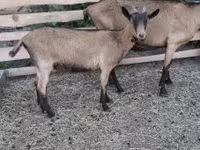Козёл, Альпийская коза — фото 4