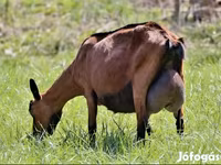 Chèvre, Alpine goat — photo 4