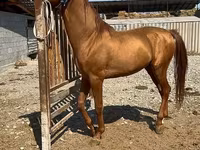 Caballo, Russian Don — foto 4