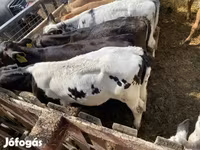 Bull, Belgian Blue — photo 8