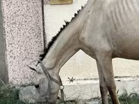 Kanca, Azerbaijan horse — 3. fotó