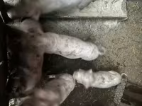 母猪, Pigs — 照片 4