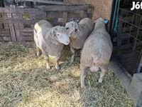 Kos, Ile-de-France sheep — 1. fotó