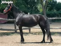 Mare, Friesian — photo 3