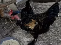 Chickens — 3-сурет