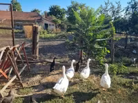 Geese — zdjęcie 1