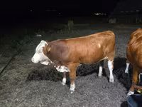 Taureau, Swiss cattle — photo 1