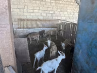 Cabras (lote, sexo no especificado), Alpine goat — foto 5