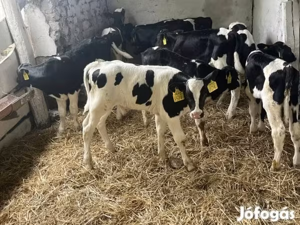 Toro, Russian Black pied cattle