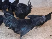 Ayam Cemani — 1. fotó