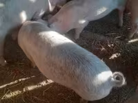 公猪, Дюрок — 照片 4
