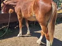 Horse (M), Russian Heavy Draft — photo 1