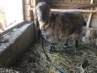 Nőstény kecske, Beetal goats — 2. fotó