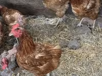 Chickens — الصورة 2