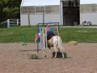 Cavalo, American paint horse — foto 6