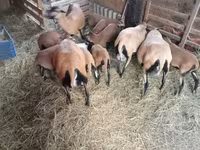 भेड़, Cameroon sheep — फ़ोटो 4