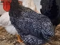 Chickens — Foto 1