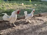 Chickens — zdjęcie 3
