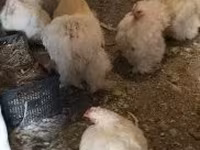 Chickens — फ़ोटो 1