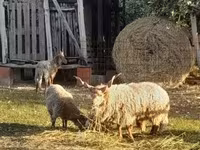Schaf, Racka sheep — Foto 1