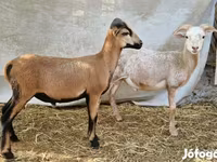 公羊, Cameroon sheep — 照片 1