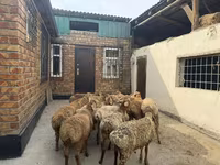 Baran, Rhon sheep — zdjęcie 5