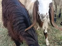 عنزة, Damask goat — الصورة 1