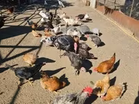 Chickens — 1-сурет