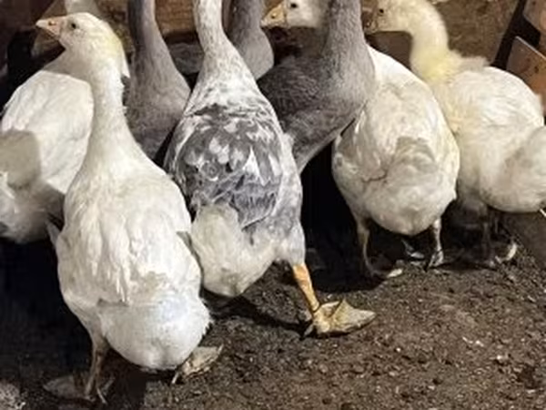Graue und graugescheckte dänische Gans