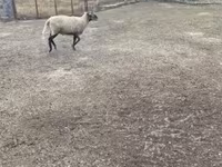 Kos, Merino sheep — 6. fotó