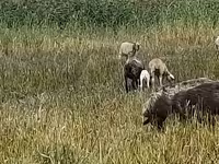 Juh, Romanov sheep — 2. fotó