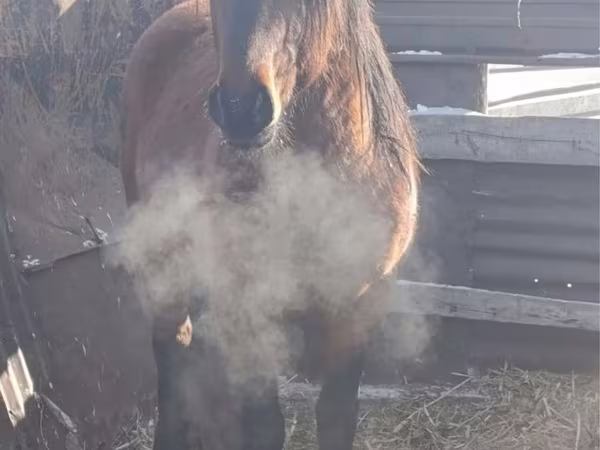 Hing, Mugalzhar horse