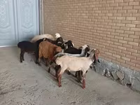 أغنام (دفعة، الجنس غير محدد), الأغنام — الصورة 2