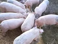 Süldőanya, Sertések — 1. fotó