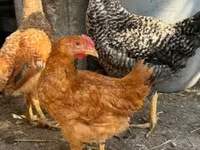 Chickens — foto 4