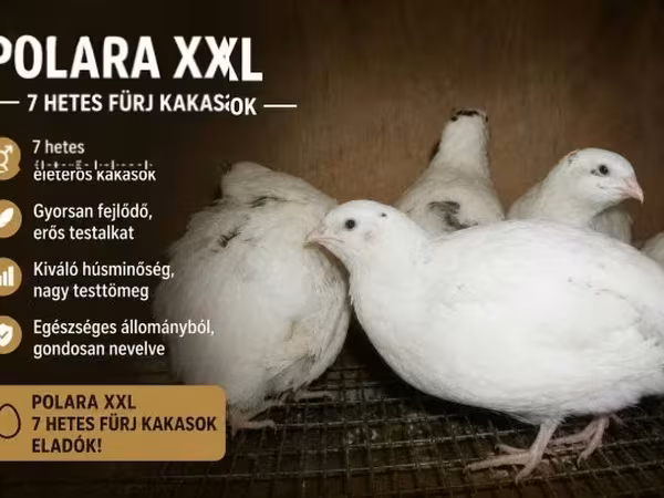Quails — Hungary