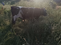 Býk, Russian Black pied cattle — foto 4