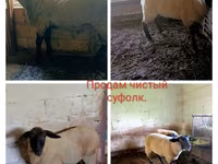 Owca, Owce — zdjęcie 2